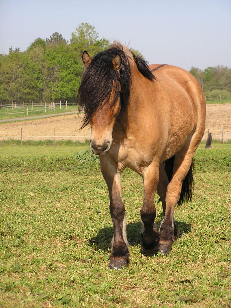 Location attelage chevaux, Loches