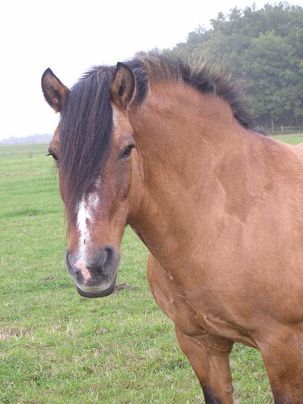 Location attelage chevaux, Loches