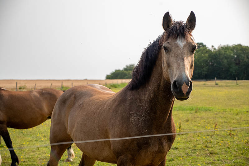 Location attelage chevaux, Loches