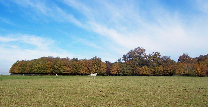 Location attelage chevaux, Loches